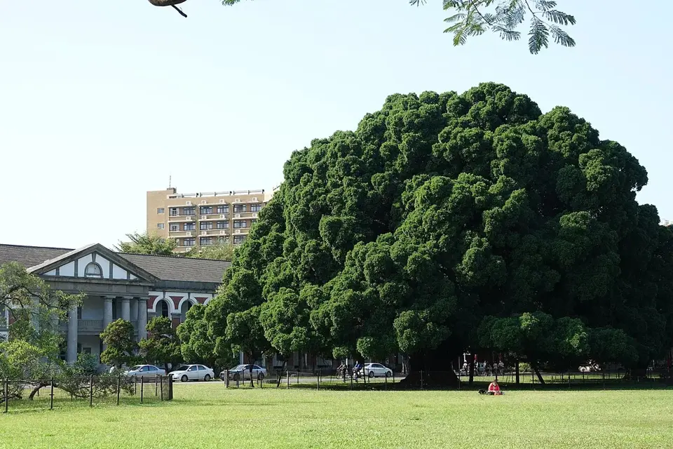 成大|榕園