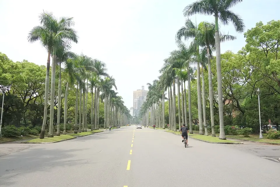 臺大|椰林大道